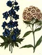 Sydenham Edwards - Flowers 5 of 8