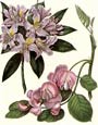 Sydenham Edwards - Flowers 6 of 8