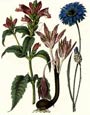 Sydenham Edwards - Flowers 7 of 8