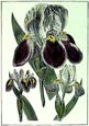 Sydenham Edwards - Small Iris
