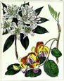Sydenham Edwards - Rhododendron and Rose