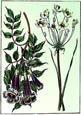 Sydenham Edwards - Small Trumpet Flower