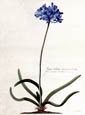 George Ehret - African Lily