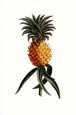 Georg Dionysius Ehret - Ananas
