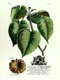 Georg Dionysius Ehret - Royal Botanical I
