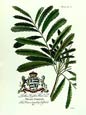 Georg Dionysius Ehret - Royal Botanical III