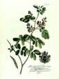 Georg Dionysius Ehret - Royal Botanical VI