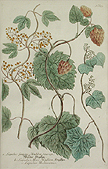 Hop Plants