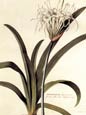 George Ehret - Floritus Albis