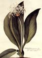 George Ehret - Floritus Majoritus