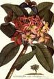 G.d. Ehret - Flowers with Butterflies 1 of 4