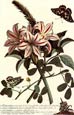 G.d. Ehret - Flowers with Butterflies 2 of 4