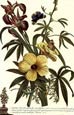 G.d. Ehret - Flowers with Butterflies 3 of 4