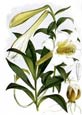 Georg Dionysius Ehret - Lilium Neilgherriense