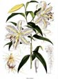 Georg Dionysius Ehret - Lilium Auratum