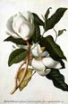 Georg Dionysius Ehret - Magnolia Altissima