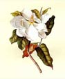 Georg Dionysius Ehret - Magnolia Flora Folis
