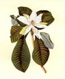 Georg Dionysius Ehret - Magnolia Foliis Ovato