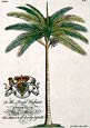 Georg Dionysius Ehret - King Palm
