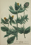 Thistle