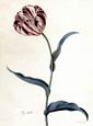 George Ehret - Tulip
