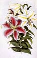 Walter Fitch - Lilies 1 of 4