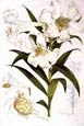 Walter Fitch - Lilies 2 of 4