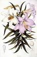 Walter Fitch - Lilies 3 of 4