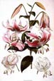 Walter Fitch - Lilies 4 of 4