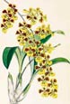 Walter H. Fitch - Oncidium Sarcodes