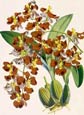 Walter H. Fitch - Oncidium Crispum