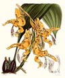N. Fitch - Orchidaceae