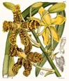 N. Fitch - Orchidaceae