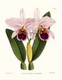 N. Fitch - Orchidaceae