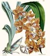 N. Fitch - Orchidaceae