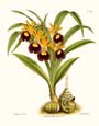 N. Fitch - Orchidaceae