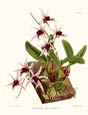 N. Fitch - Orchidaceae