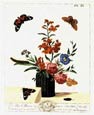 Moses Harris - Fluted Vase