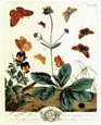 Moses Harris - Scabius