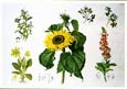 Anton Hartinger - Country Botanicals I