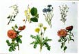 Anton Hartinger - Country Botanicals II