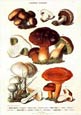 Anton Hartinger - Fungi I