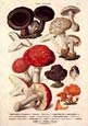 Anton Hartinger - Fungi III