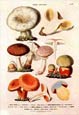 Anton Hartinger - Fungi IV