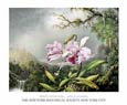 Martin Johnson Heade - Study of an Orchid