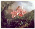 Orchids and Hummingbirds