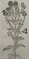 thistle