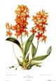 Sir John Lindley - Sertum Orchidaceum