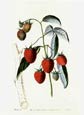 Sir John Lindley - Raspberries