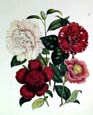Jane W. Loudon - Camellias